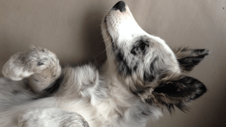 Border Collie With Diarrhea: Causes, Treatment, and Prevention