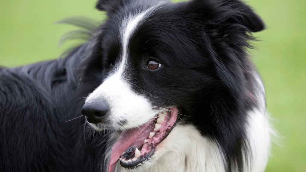 Can You Shave A Border Collie 3