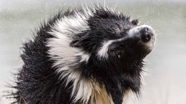 Can You Shave A Border Collie: Expert Advice on Grooming Your Furry Friend