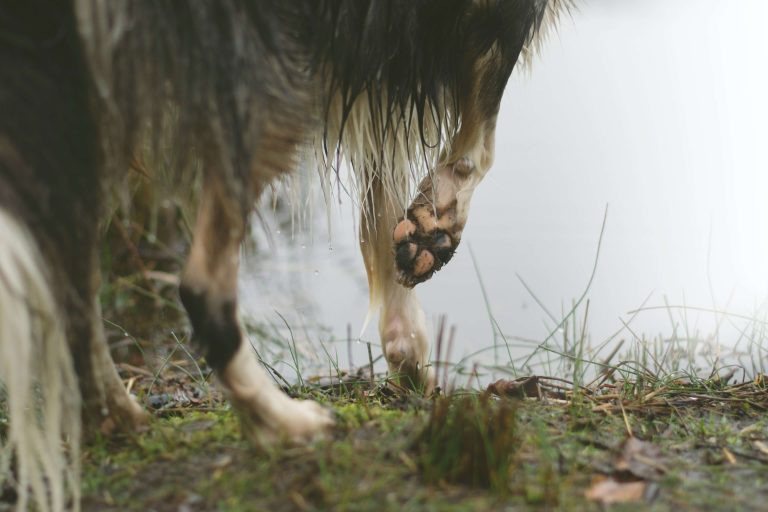Do Border Collies Have Webbed Feet? Exploring the Truth.