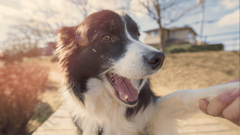Do Border Collies Like To Cuddle? What You Need To Know.