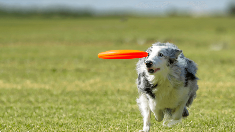 Do Border Collies Play Fetch: Understanding the Playful Nature of this Breed