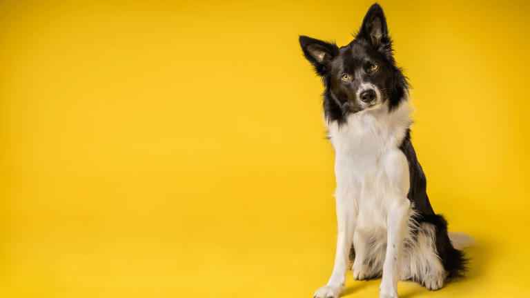 Do Border Collies Smell? Understanding Their Natural Odor and How to Manage It