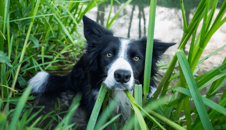 Do Border Collies Whine A Lot