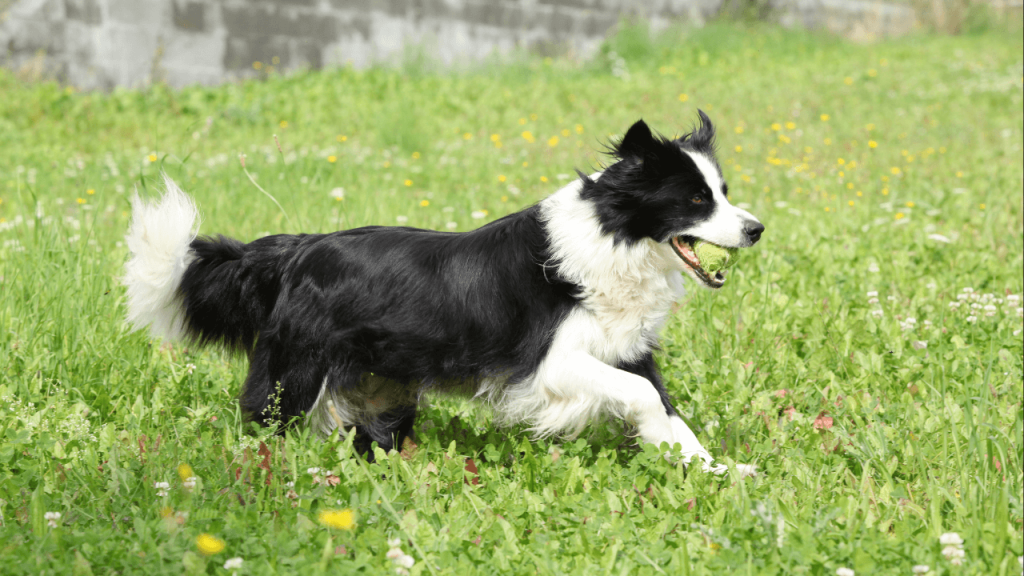 Dog Coats for Border Collies