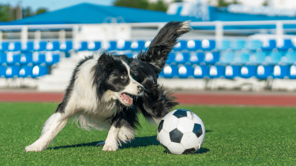 Games for Border Collies