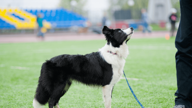 How to Groom a Border Collie: A Step-by-Step Guide