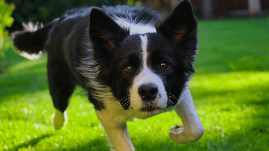 How to Train Your Border Collie to Stop Barking 3