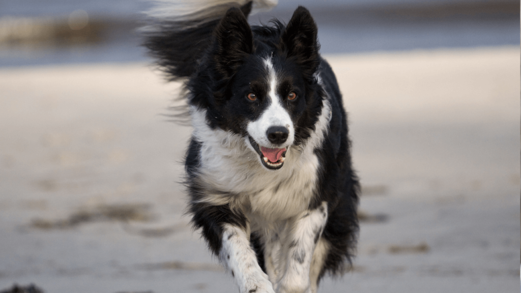 Raw Diet for Border Collies 2