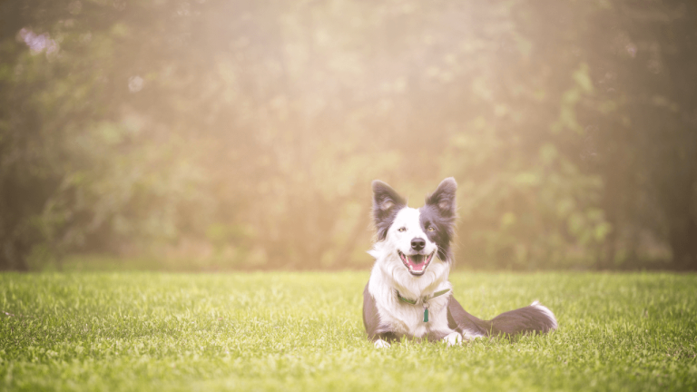 Raw Diet for Border Collies. The Benefits and Guidelines