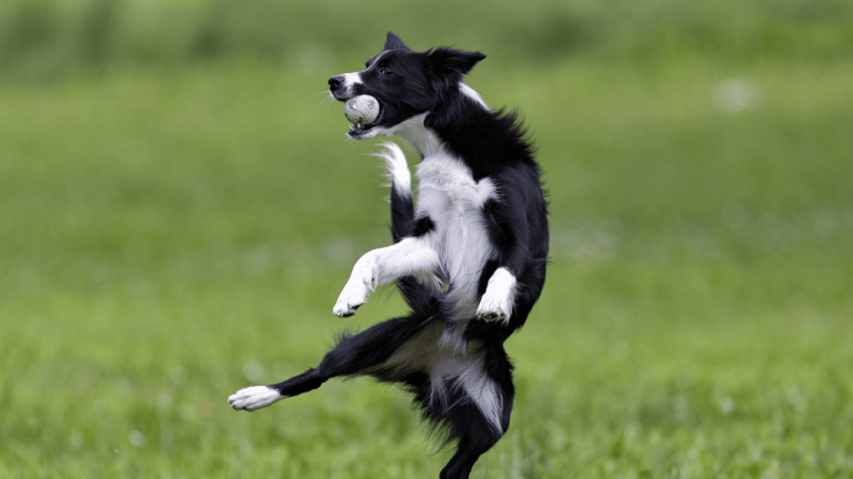Should I Get A Border Collie? Take This Quiz To Find Out!