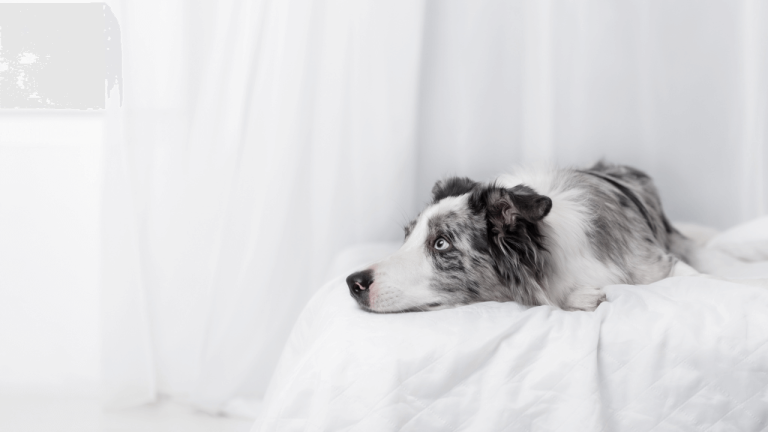 What Are Border Collies Afraid Of: Common Fears and Solutions