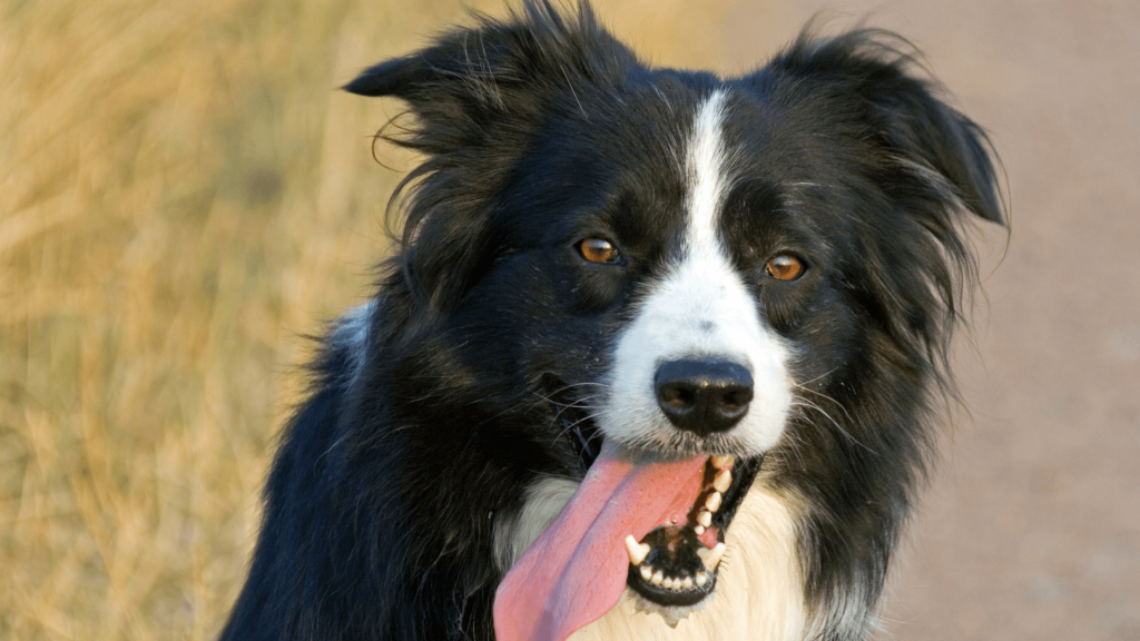 Are Border Collies Vocal 2