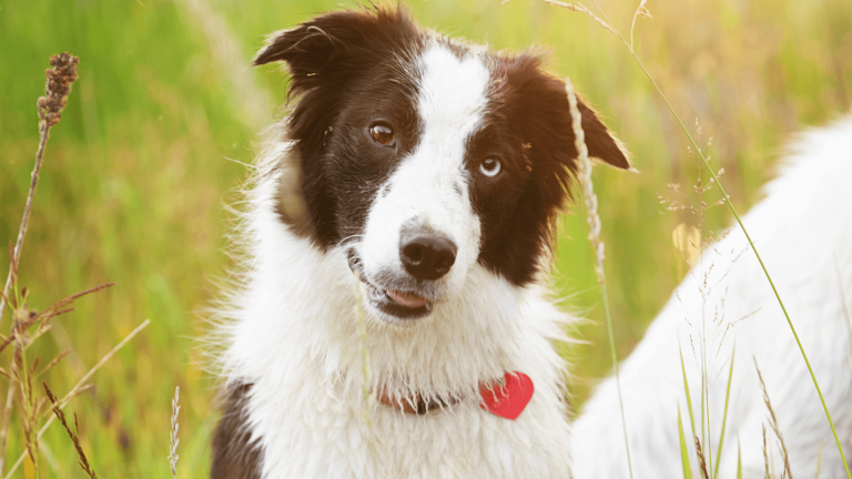 Do Border Collies Howl? A Comprehensive Guide to Border Collie Vocalizations