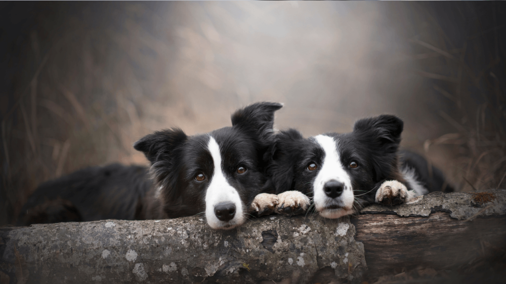 Do Border Collies Like To Cuddle 2
