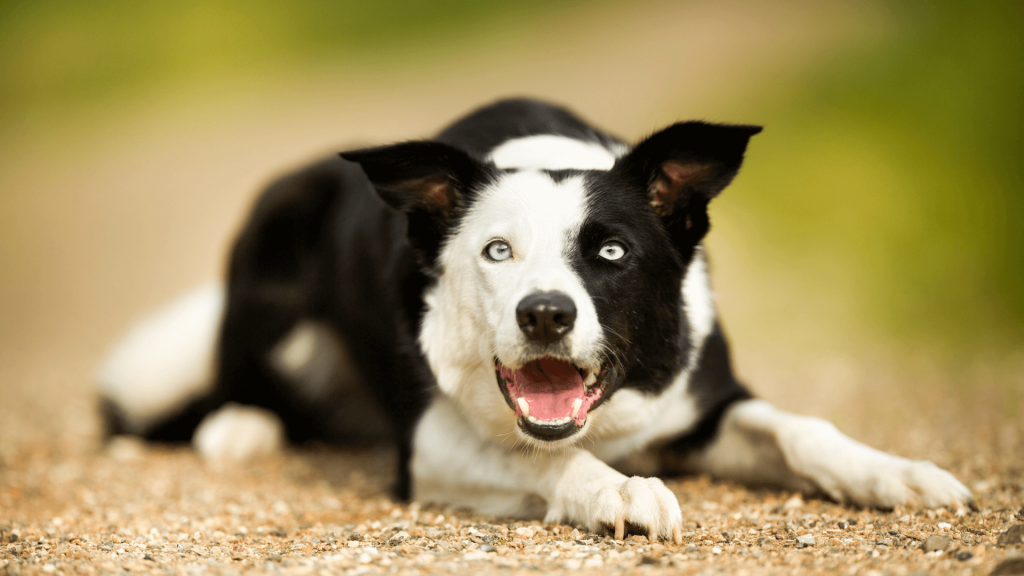 how to train a border collie to stop barking 2